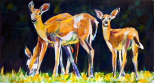 Louisiana Whitetail Deer Family near the Bayou / Main Image