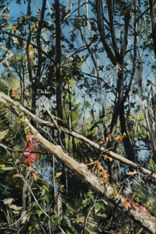 Trees at Lafitte / Main Image