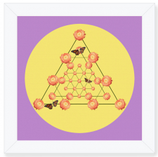 Ranaculus Nexus Yellow with Purple / Main Image