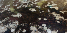 Beaneath the Water Lilies / Main Image