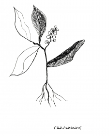 Botanical Study 1 / Main Image
