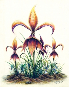 Fleur de Liza Art & Illustration