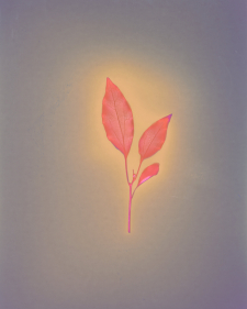 Camphor Rebirth, Unfixed / Main Image