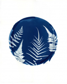 Full Circle Ferns / Main Image