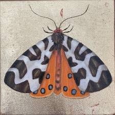 Moth III / Main Image