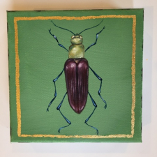 Jewel Beetle 5 / Main Image