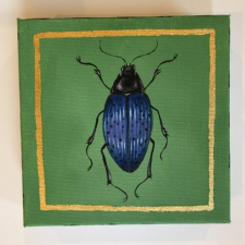Jewel Beetle 6 / Main Image