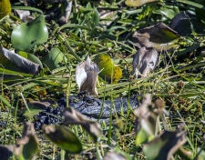River Shots Louisiana Gator / Main Image