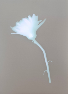 Blue Daisy, Lumen Print / Main Image