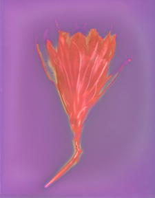 Good Night Blooming Cereus II, Lumen Print / Main Image