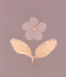 Periwinkle Flower, Lumen Print / Main Image