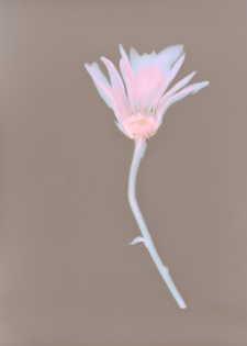 Pink & Blue Daisy, Lumen Print / Main Image