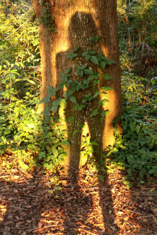 Human Nature I / Main Image