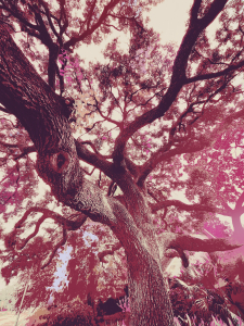 Oak Tree (Red) / Main Image