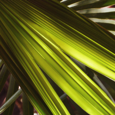 Flora Series - Palm Pairs 2 / Main Image