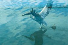 Pelican in Flight - 1422 / Main Image