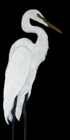 Great Egret in Black I Giclee Print / Main Image