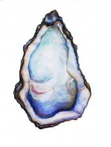 Svelte Blue Oyster / Main Image