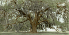 The Tree / Main Image