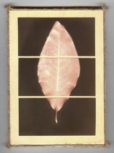 Pieces of Nature, Magnolia Leaf / Main Image