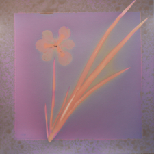 Rain Garden Iris / Main Image