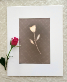 Single Rose: Love & Beauty