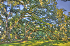 City Park Oak Trees / Main Image