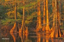 Cypress Swamp / Main Image