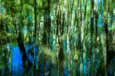 reflection in the bayou landscape - 1599 / Main Image