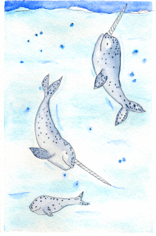 Narwhal Family / Main Image