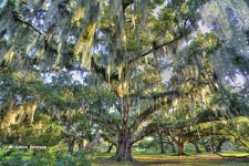 City Park Oak Tree / Main Image